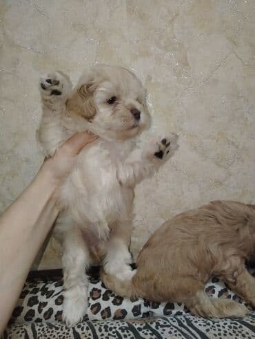 где можно купить собаку мальтипу: Mini və mikro maltepoo cinsli balalar rəngləri 2 qırmızı(red) 1 — 10