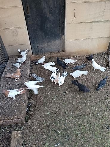 goyərcin satışı: Küt satılır biri 15₼ — 2