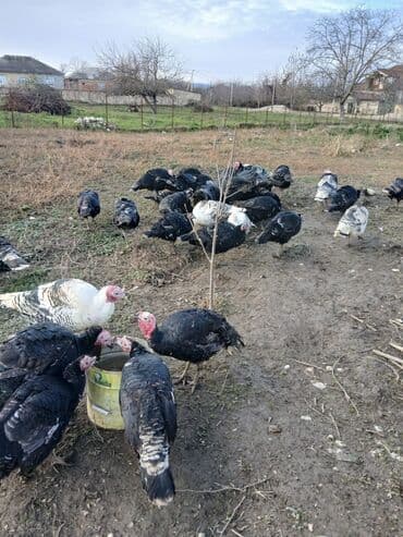 qaz yumurtasi satisi: Məhsul: Hinduşka kilosu Fere 20 azn Xoruz 19 temizlenib satilir — 1