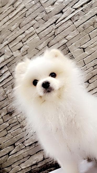 pomerian itleri: Şpitz, Cütləşmə üçün — 1