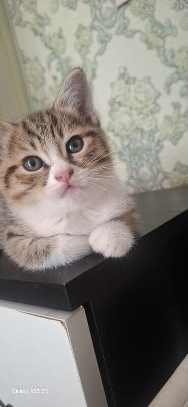 cins pişik: Erkək — 1