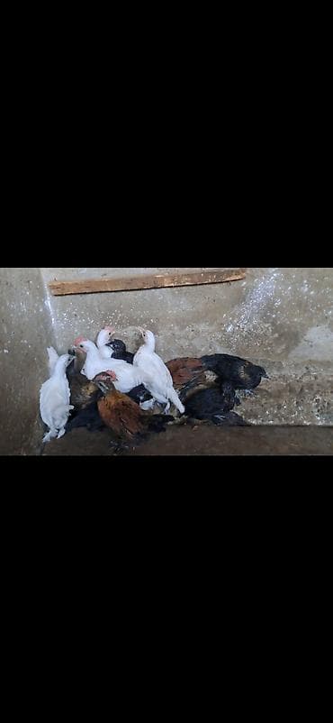 qus nomreleri: Куриные цыплята, Для разведения — 2