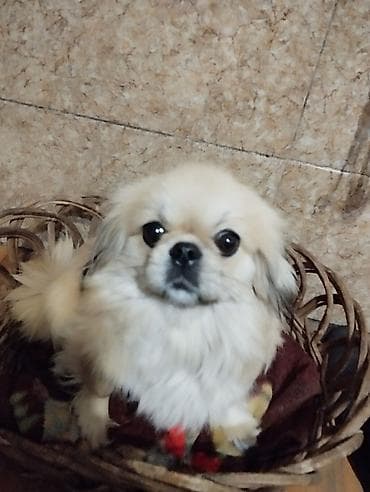alabai balası: Pekines — 1
