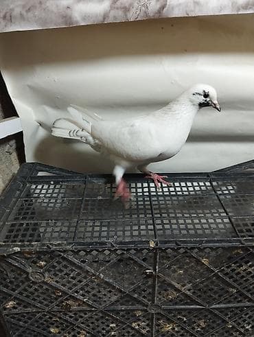 lelek: Evdə saxlanılan müxtəlif rəngli göyərçinlər - Növlər: uçan yerli — 9