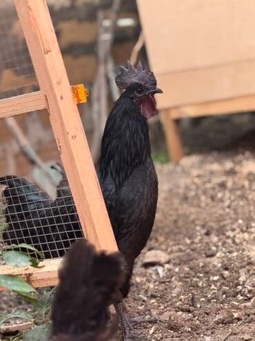 qafqaz çoban iti: Xoruz, il: <1 — 2