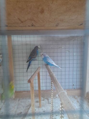 babil quşu: Korella 40 azn
valnitsi 10 azn — 5