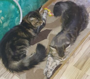 menks cinsi pişik: Meyn-kun, Erkək, Ünvandan götürmə — 4