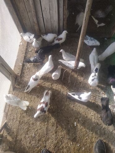 gərəf quşu: Məhsul: müxtəlif rəng və naxışlarda ev göyərçinləri dəsti Təsvir: - — 2