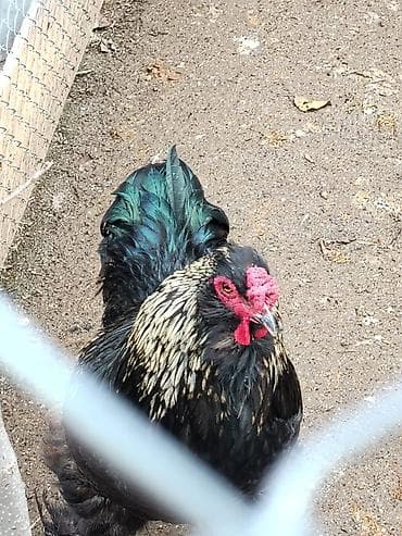 simmental inək cinsi: Digər quşlar — 2