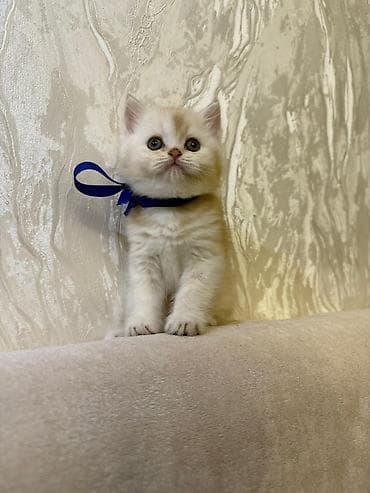 lələkli heyvanlar: Britan — 2