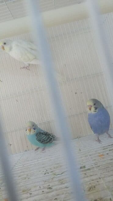 попугай ара цена: Попугаи — 19