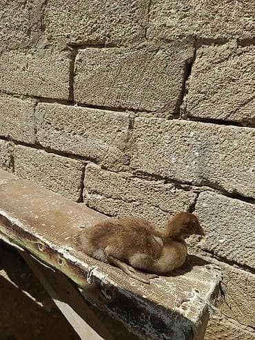 it sat: Dişi, | Macar, Ətlik, Ödənişli çatdırılma, Ünvandan götürmə — 3