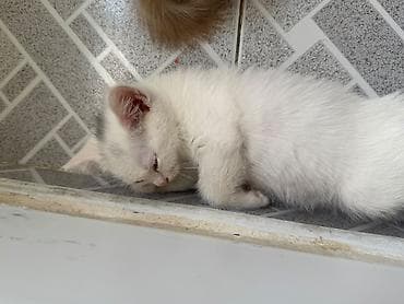 pișik: Məhsul: Balaca pişik balaları Təsvir: - Rənglər: qar kimi ağ (bir — 7