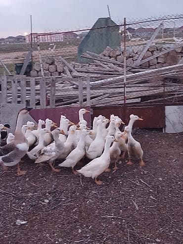 ordək yumurtasi: Salam popullu ördəklər satilir inşAllah yumurtaya düşəcəklər kim — 2