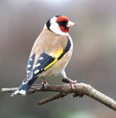 Cütdülər.
(Barterdə mümkündür)