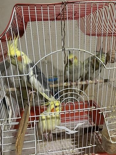 itlerde gene: Salam. Fere xoruz birde 2 bala. Balalar 1 aylıqdı. Yeme düşübler. 100 — 4