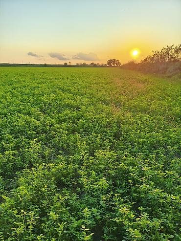 istixana satilir: Yonca toxumu satılır. enliyarpaq çoxillik yoncadı. çıxışa cavabdehəm — 4