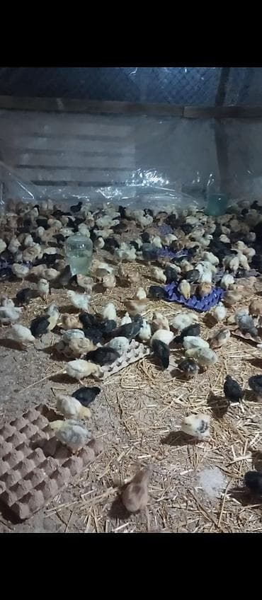 Toyuq cücələri, Damazlıq