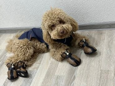 qiz ucun toy donlari: Pudel, 2 il, Erkek, Cütləşmə üçün — 6