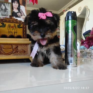 itler bala: Yorkşir teryer — 24