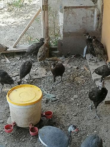 at ucuz: Satılan məhsul müxtəlif dekorativ və təsərrüfat quşlarıdır. Şəkillərdə — 1