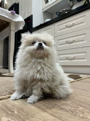 сколько стоит щенок акита ину: Шпиц, Самец — 1