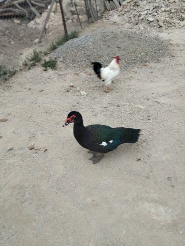 Amerkan zumrudu lala ordeklerin 5 Ayliq ve 4 Ayliq balalari satilir