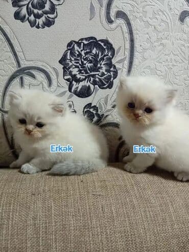 Balıqlar: Britan yastı qulaq, Erkək, Dişi, Yaxşı əllərə, Ünvandan götürmə, Pulsuz çatdırılma, Ödənişli çatdırılma — 12