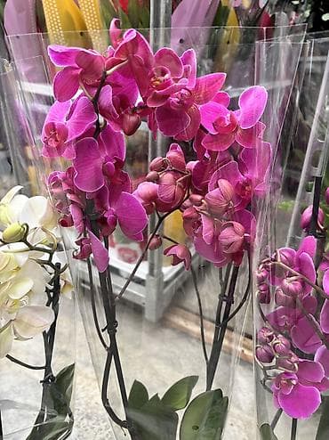 bit bazarı: Сüt çubuq orxideyalar satışda. Vatsapp mövcuddur!. Çatdırılma — 9