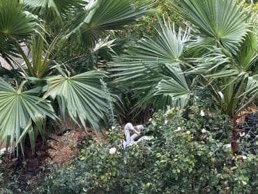 Bitki dərmanları: Yelpazə formalı yarpaqlı dibçək palmaları - Növ: Fan palm — 3