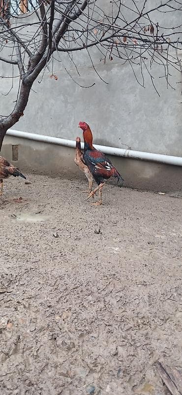 Heyratı beçə satılır iyul çolpasıdı təzə təzə ayılır hündür canlı