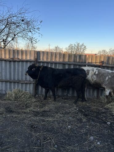 Рогатый скот: Satılır 2 baş super dana — 4