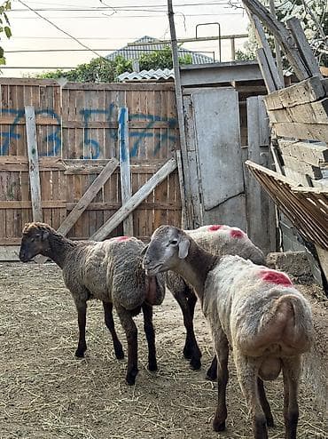 quzu satisi: Quzu, Erkək, ay: 7, 35 kq, Ətlik, Ünvandan götürmə, Ödənişli çatdırılma — 3