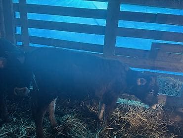 sud veren keci: Dişi, il: 2, Südlük, Ünvandan götürmə — 6