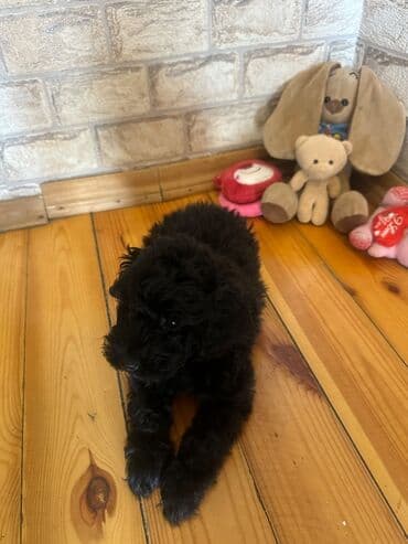 barter it: Şekilleri götürmeyin - Cins: Toy Pudel (mini) - Rəng: qara, ve — 4