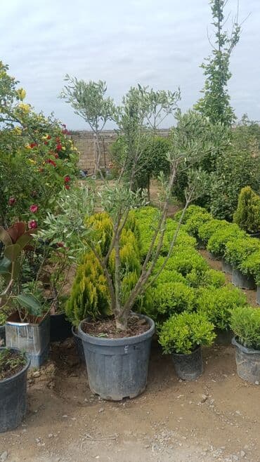 gubrə satışı: Torf gubreside satilir 300 den cox alsaz endirim veya catrlma olacaq — 5