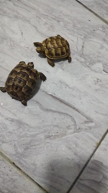 Quru mədəni tısbağalar - Növ: Kiçik ölçülü quru tısbağa (evdə — 1