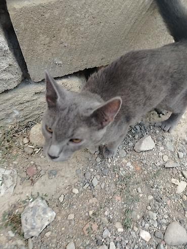 pișik: Rus mavi, Yaxşı əllərə — 1