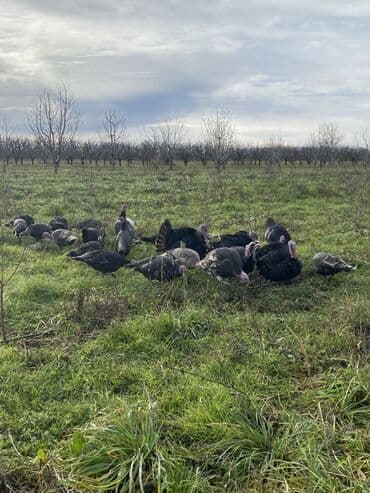 Toyuqlar: Erkək, Ətlik, Ünvandan götürmə — 9