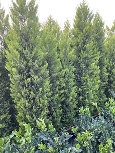 Buket güllər: 🌿 Satılır – Dekorativ Həyət və Bağ Bitkiləri 🌳 Həyət və bağların — 9