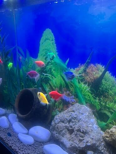 İtlər: Dördbucaq akvarium, Balıqlarla birlikdə, 75 l, Ödənişli çatdırılma — 8