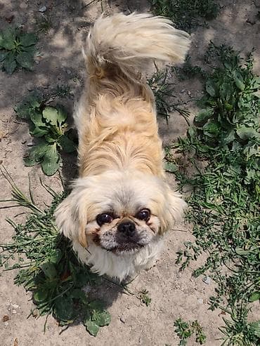 Pekines, Ünvandan götürmə lalafo.az -da Pekines, Ünvandan götürmə