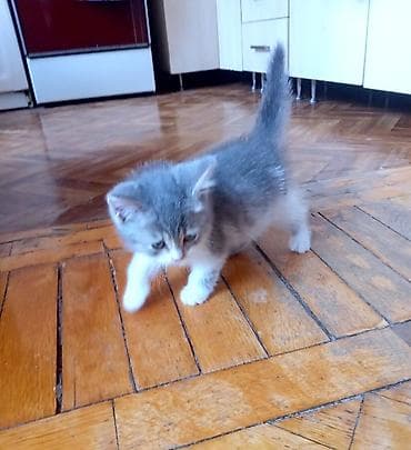 heyvan: Бесплатно пристраивается котенок-девочка. Возраст 2 месяца, дымчатого — 5