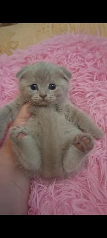 sotland pişiyi: Şotland — 1