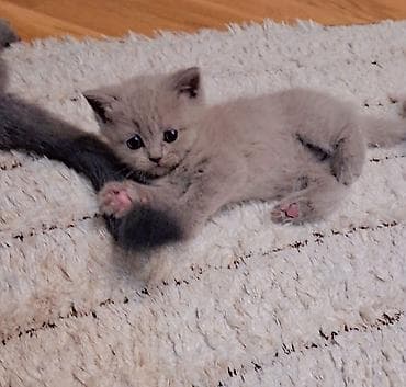 cins pişiklərin satışı: İlan: Şirin balaca pişik balası - Cins: uzun tüklü, qızılı-şabalıd — 9