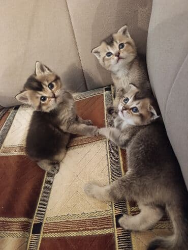 британская шиншилла баку: Шиншилла, Самец, Самка, В добрые руки, Бесплатная доставка — 5