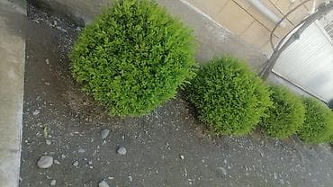 Həmişəyaşıl dekorativ çit və topiar bitkiləri – Ligustrum (Privet) - — 3