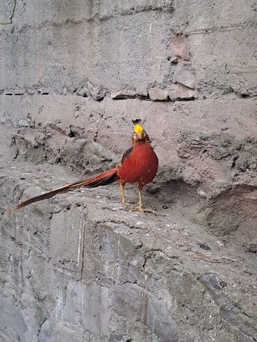 Keçi, çəpiş: Qızıl Qırqovul cütü (Golden Pheasant) - Növ: Chrysolophus pictus — 3