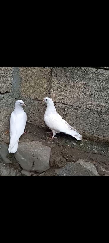 şahin quşunun qiyməti: 2 təzə dənə düşən bala 1 dənə zil qara 16 tük .qiymət 3 -nə — 3