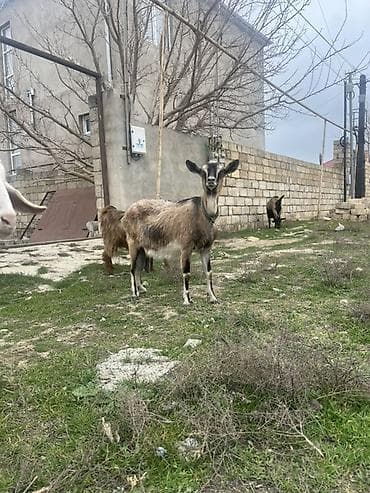 Самка, Alpine, лет: 3, Для молока